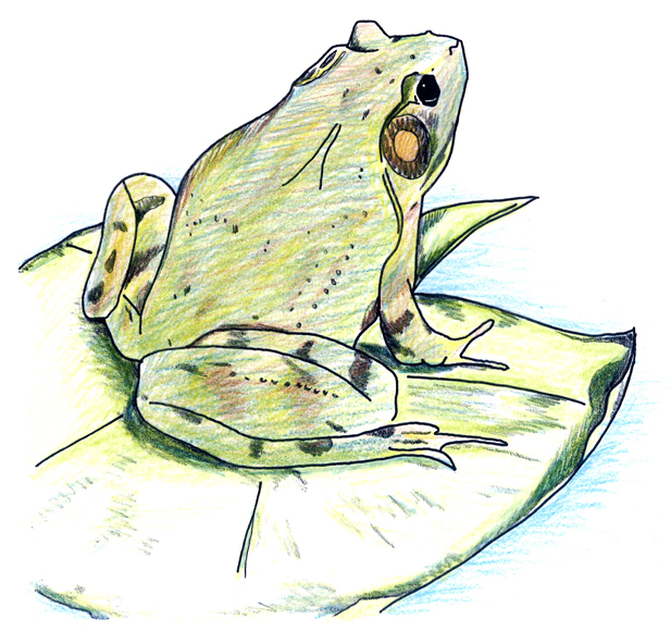 How To Draw A Lily Pad With A Frog On It - We've created a frog out of